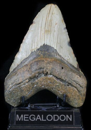 Megalodon Tooth - North Carolina #59204